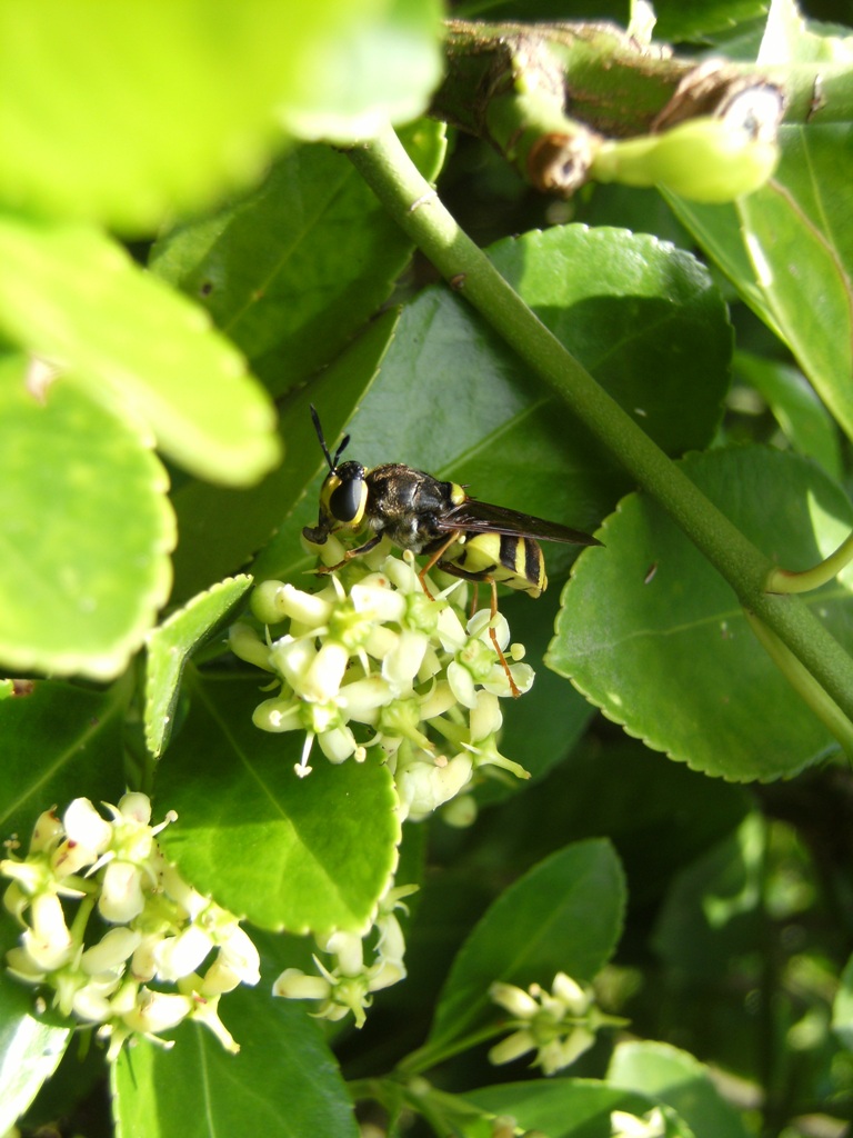 Stratiomys potamida